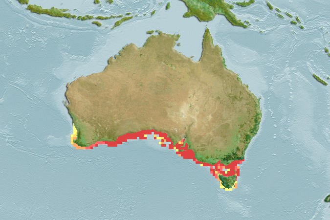 Aquamaps of Kaupus costatus