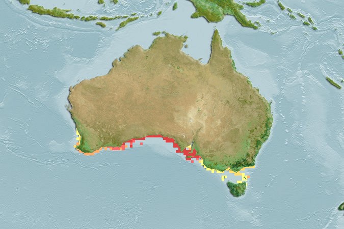 Aquamaps of Vanacampus vercoi