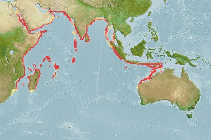 Aquamaps of Callionymus carebares