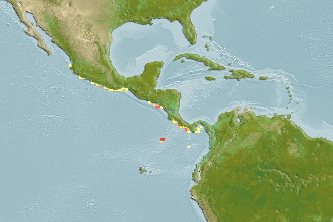 Aquamaps of Halichoeres discolor