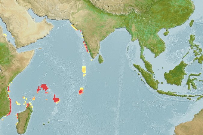 Aquamaps of Minous longimanus