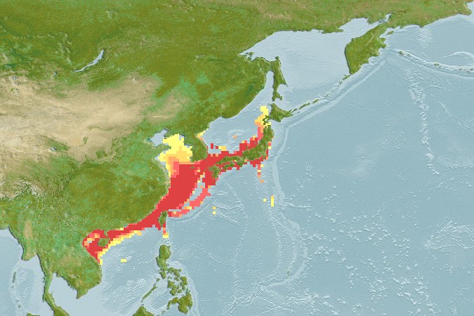 Aquamaps of Upeneus japonicus
