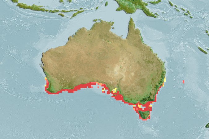Aquamaps of Acanthaluteres vittiger