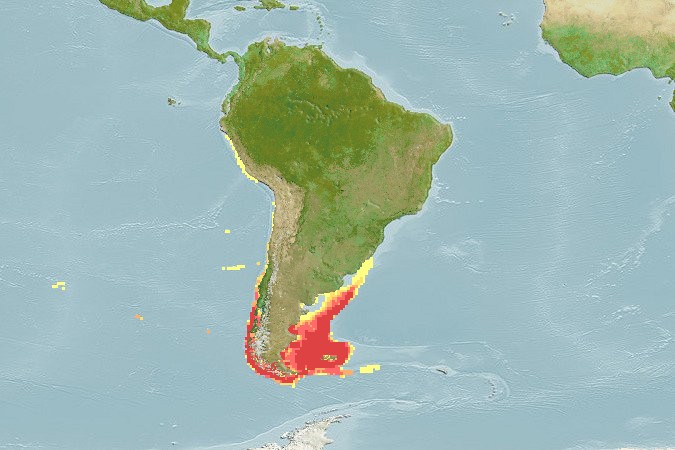 Aquamaps of Bathyraja magellanica
