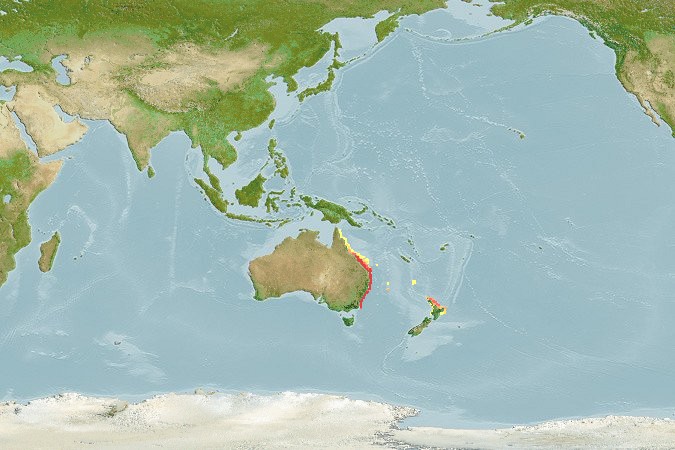 Aquamaps of Schuettea scalaripinnis