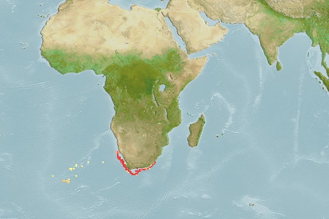 Aquamaps of Rajella caudaspinosa