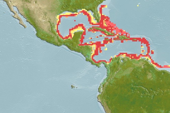 Aquamaps of Foetorepus agassizii