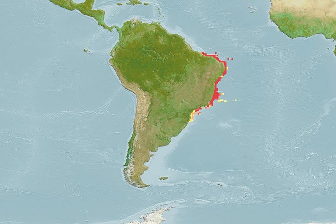 Aquamaps of Halichoeres brasiliensis