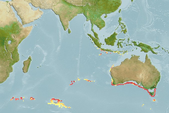 Aquamaps of Ebinania australiae