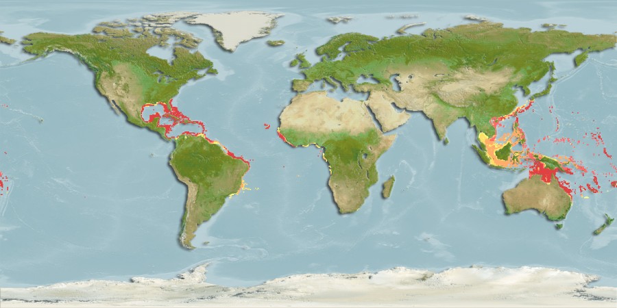 Aquamaps of Callionymus bairdi