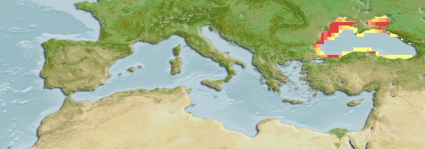 Aquamaps of Alosa immaculata