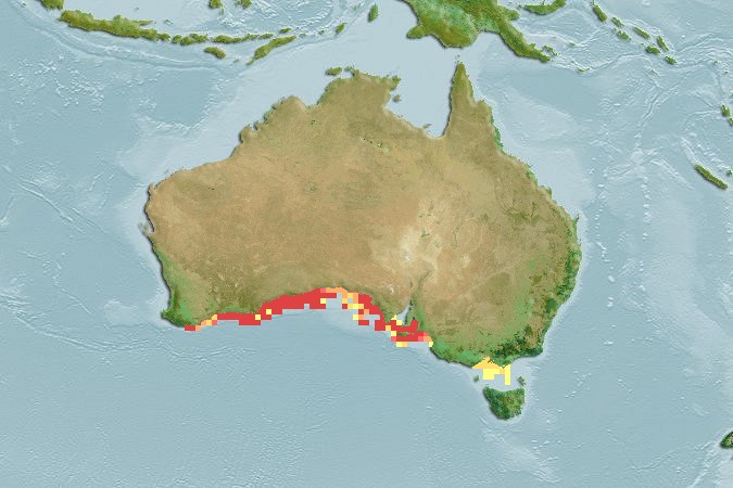 Aquamaps of Acanthaluteres brownii