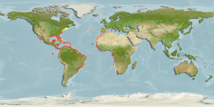 Aquamaps of Mugil curema