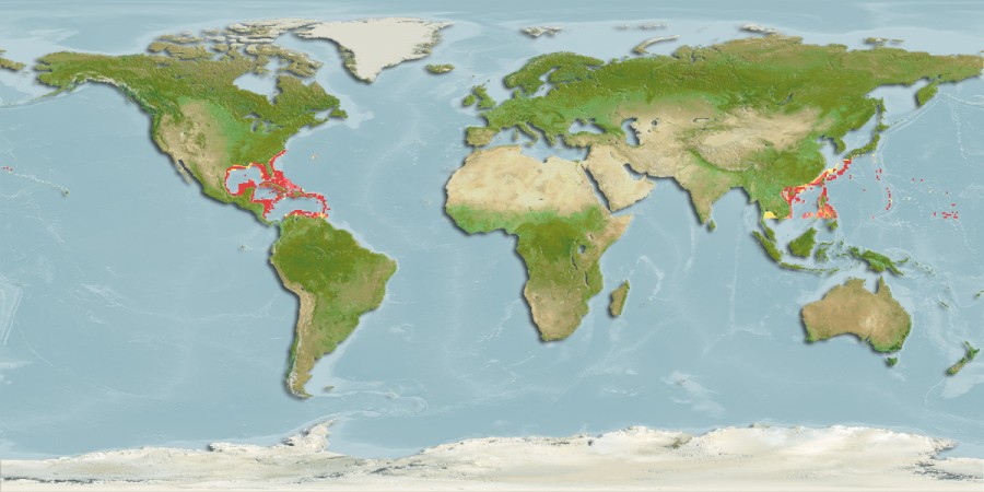 Aquamaps of Centropyge argi