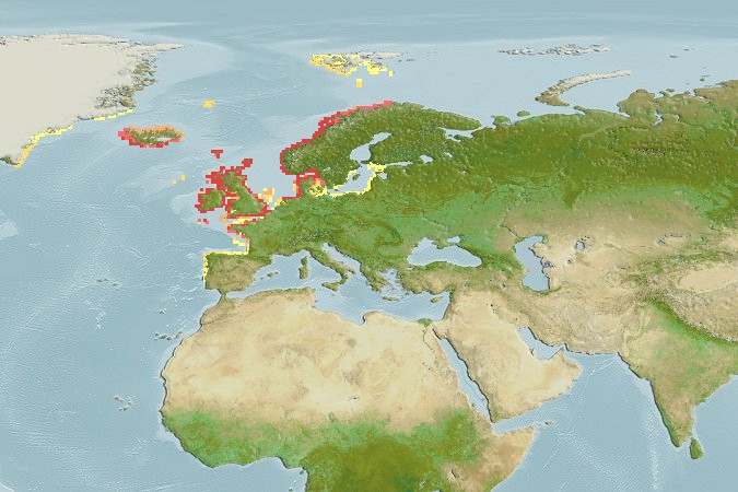 Aquamaps of Centrolabrus exoletus