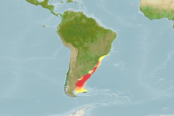 Aquamaps of Acanthistius brasilianus