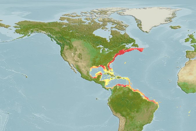 Aquamaps of Conger oceanicus