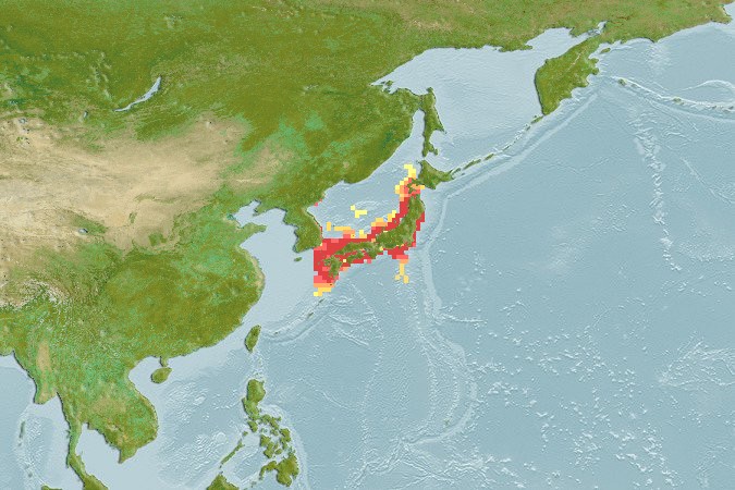 Aquamaps of Trachurus japonicus