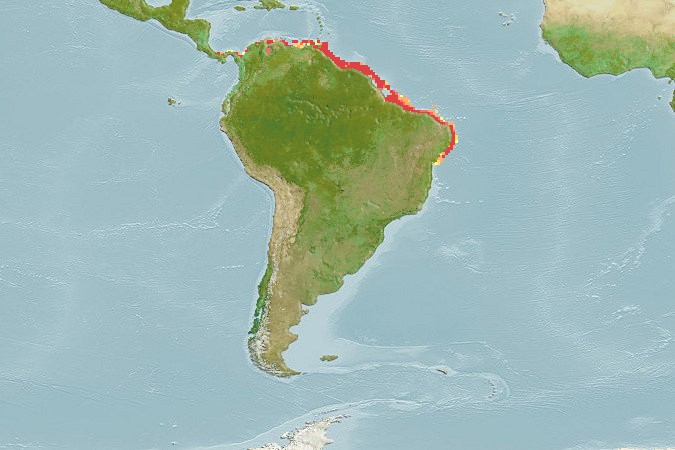 Aquamaps of Amphichthys cryptocentrus