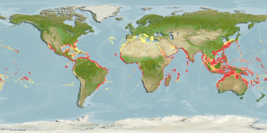 Aquamaps of Carcharhinus altimus