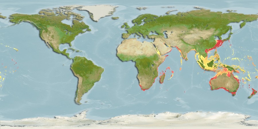 Aquamaps of Chelidonichthys kumu