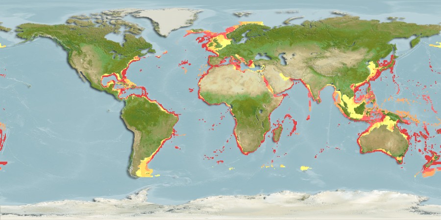 Aquamaps of Echinorhinus brucus
