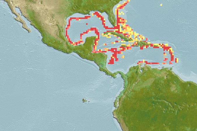 Aquamaps of Galeus arae