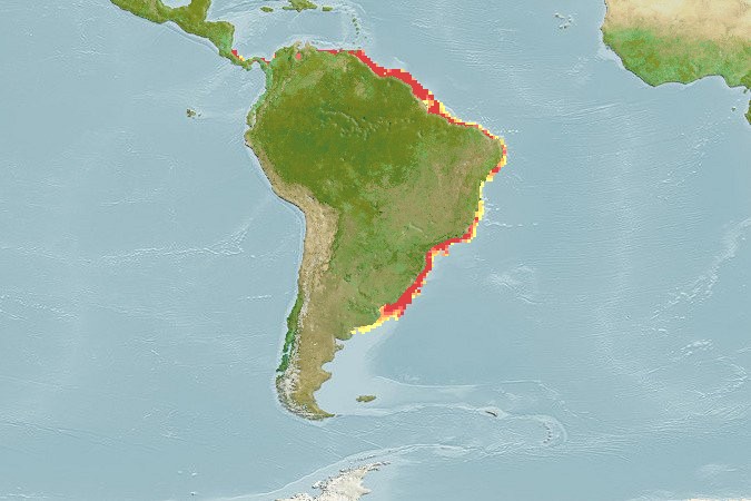 Aquamaps of Macrodon ancylodon