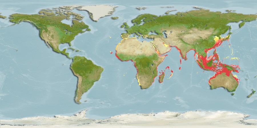Aquamaps of Rhizoprionodon acutus
