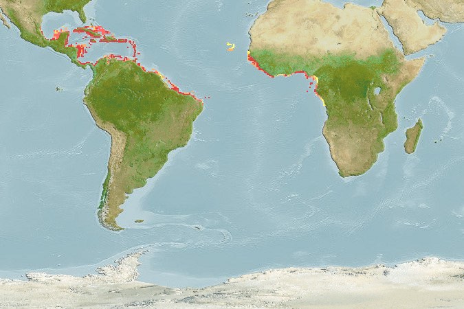 Aquamaps of Abudefduf taurus