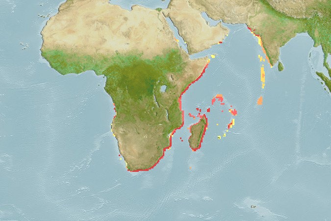 Aquamaps of Anguilla mossambica