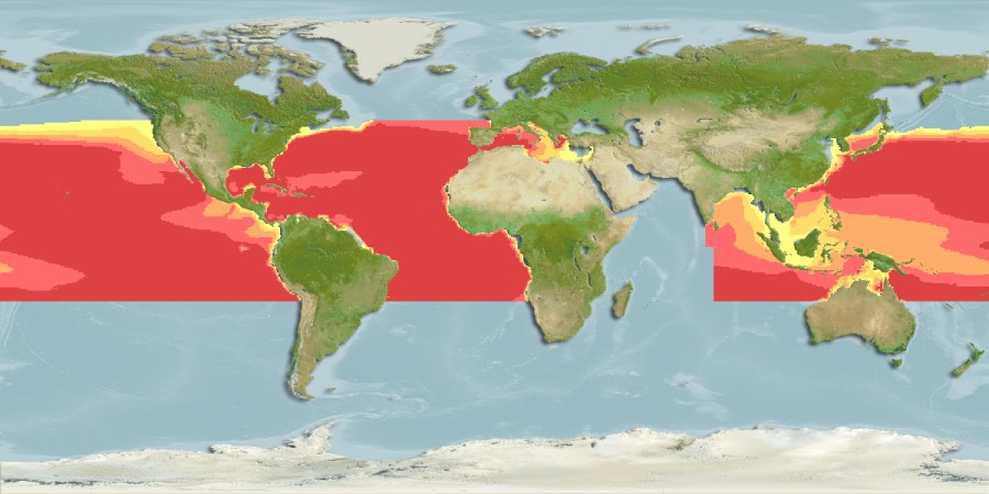 Aquamaps of Ichthyococcus ovatus