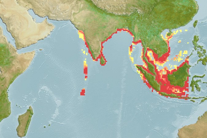 Aquamaps of Ilisha megaloptera