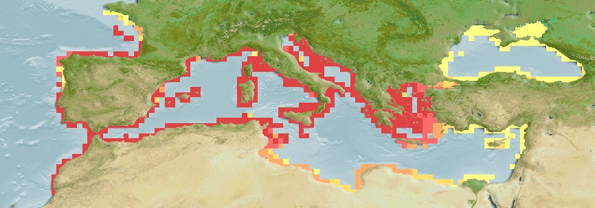 Aquamaps of Symphodus roissali