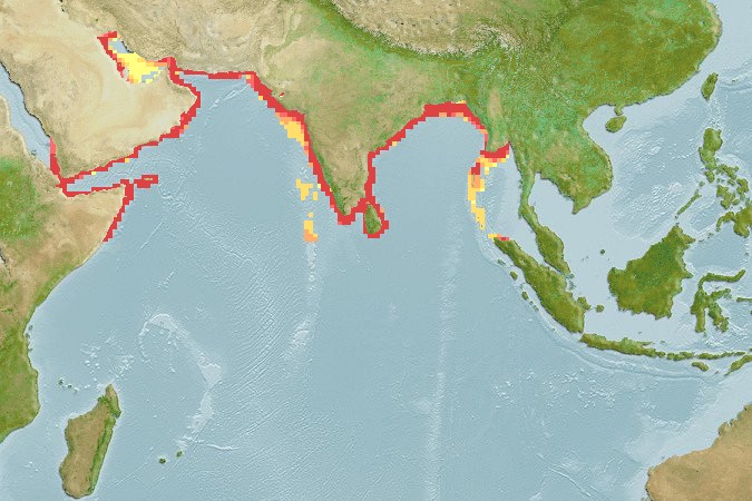 Aquamaps of Tenualosa ilisha