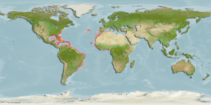 Aquamaps of Gadella imberbis