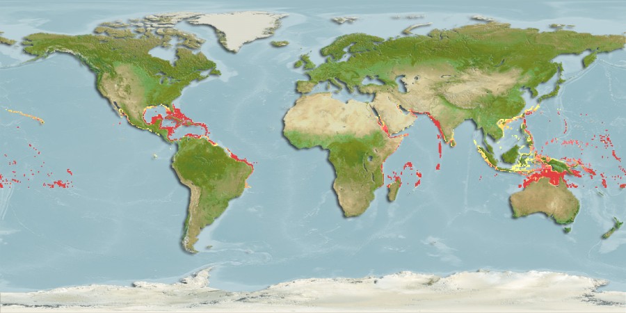 Aquamaps of Kaupichthys hyoproroides
