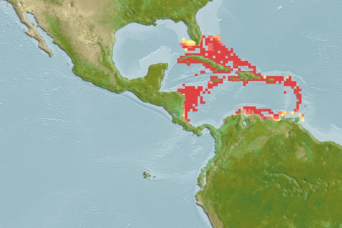 Aquamaps of Neoniphon marianus