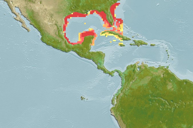 Aquamaps of Ophidion grayi