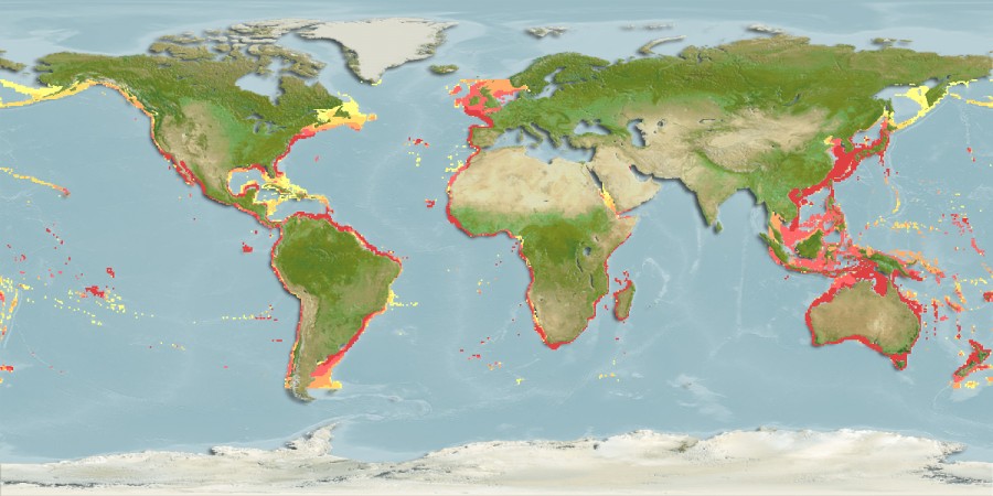 Aquamaps of Sphoeroides pachygaster