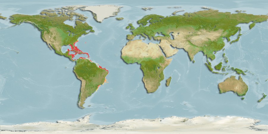 Aquamaps of Xanthichthys ringens