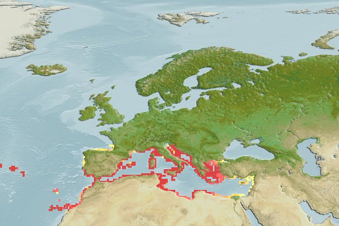 Aquamaps of Symphodus mediterraneus