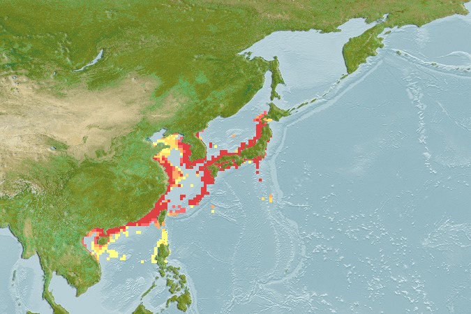 Aquamaps of Lateolabrax japonicus