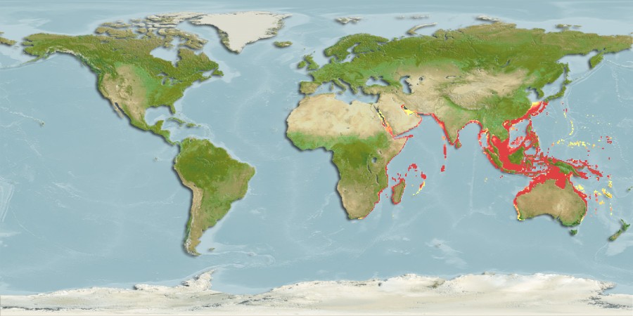 Aquamaps of Cyclichthys orbicularis