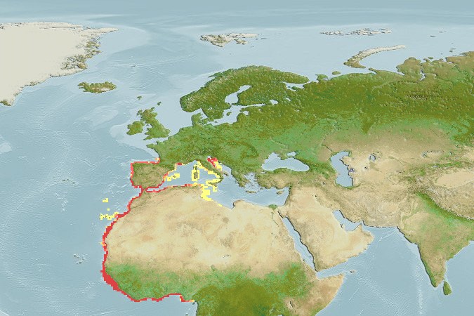 Aquamaps of Halobatrachus didactylus