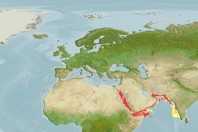 Aquamaps of Iago omanensis