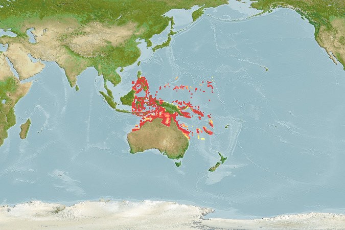 Aquamaps of Acanthochromis polyacanthus