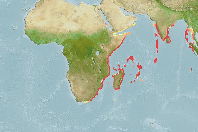 Aquamaps of Epinephelus flavocaeruleus