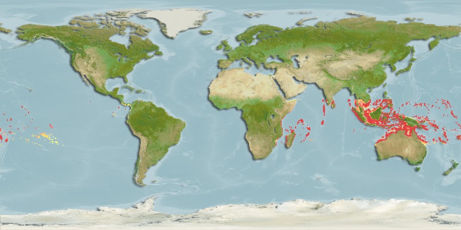 Aquamaps of Ariosoma scheelei