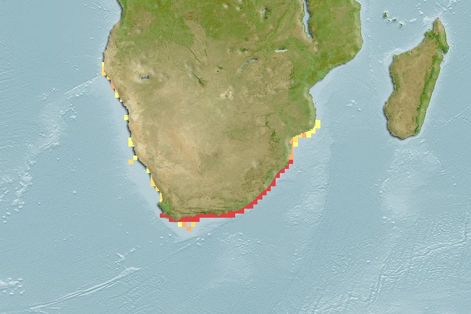 Aquamaps of Acanthistius sebastoides